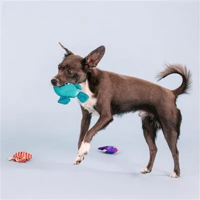 Burrows Mini Dog Toys