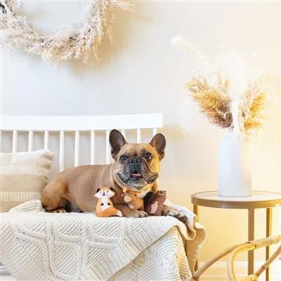 Burrows Mini Dog Toys