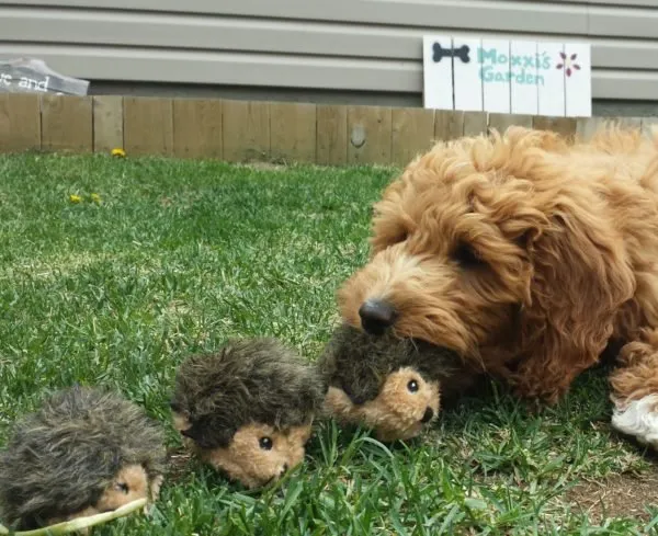 Burrows Mini Dog Toys