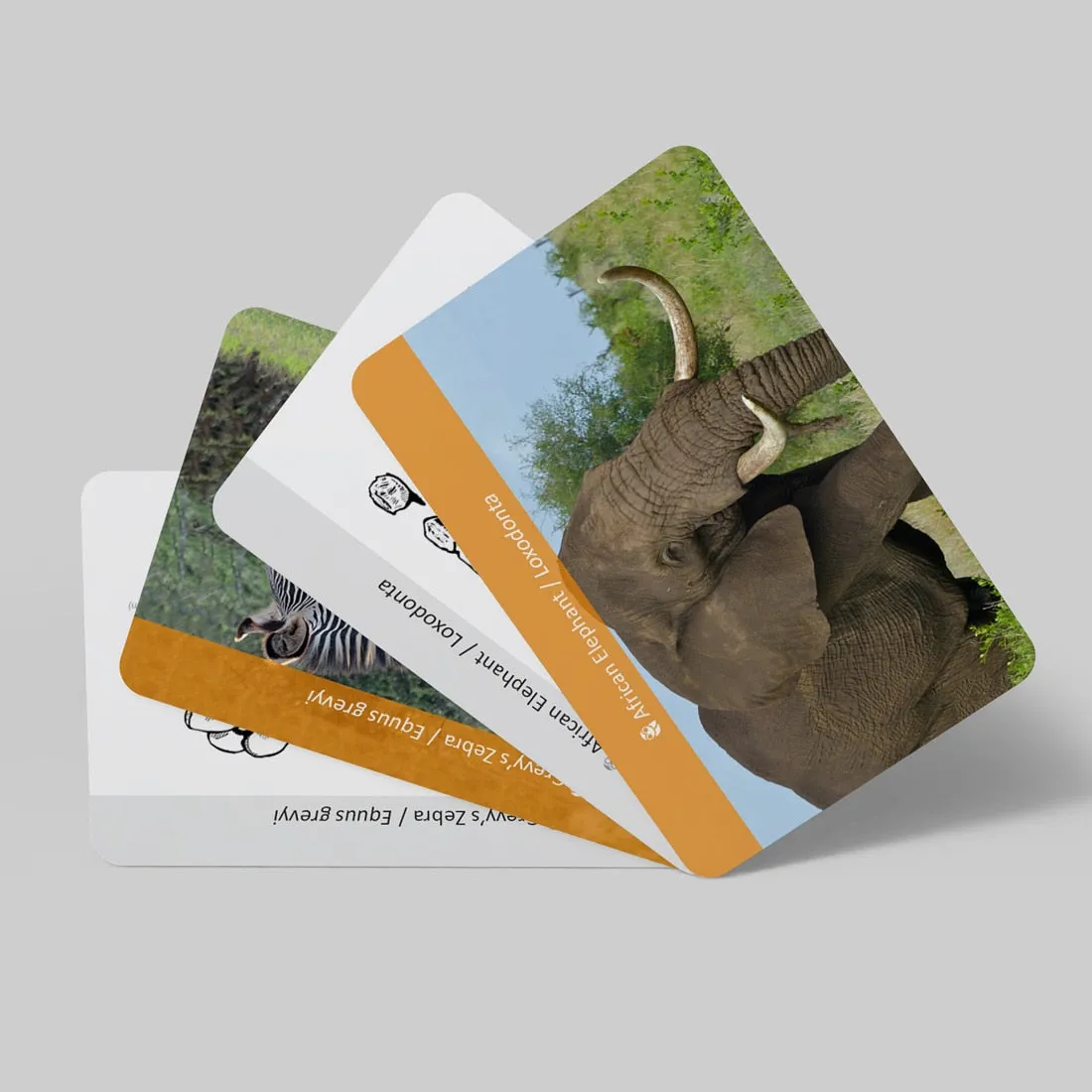 Interactive African Animal Footprint Flash Cards for Kids Educational Fun