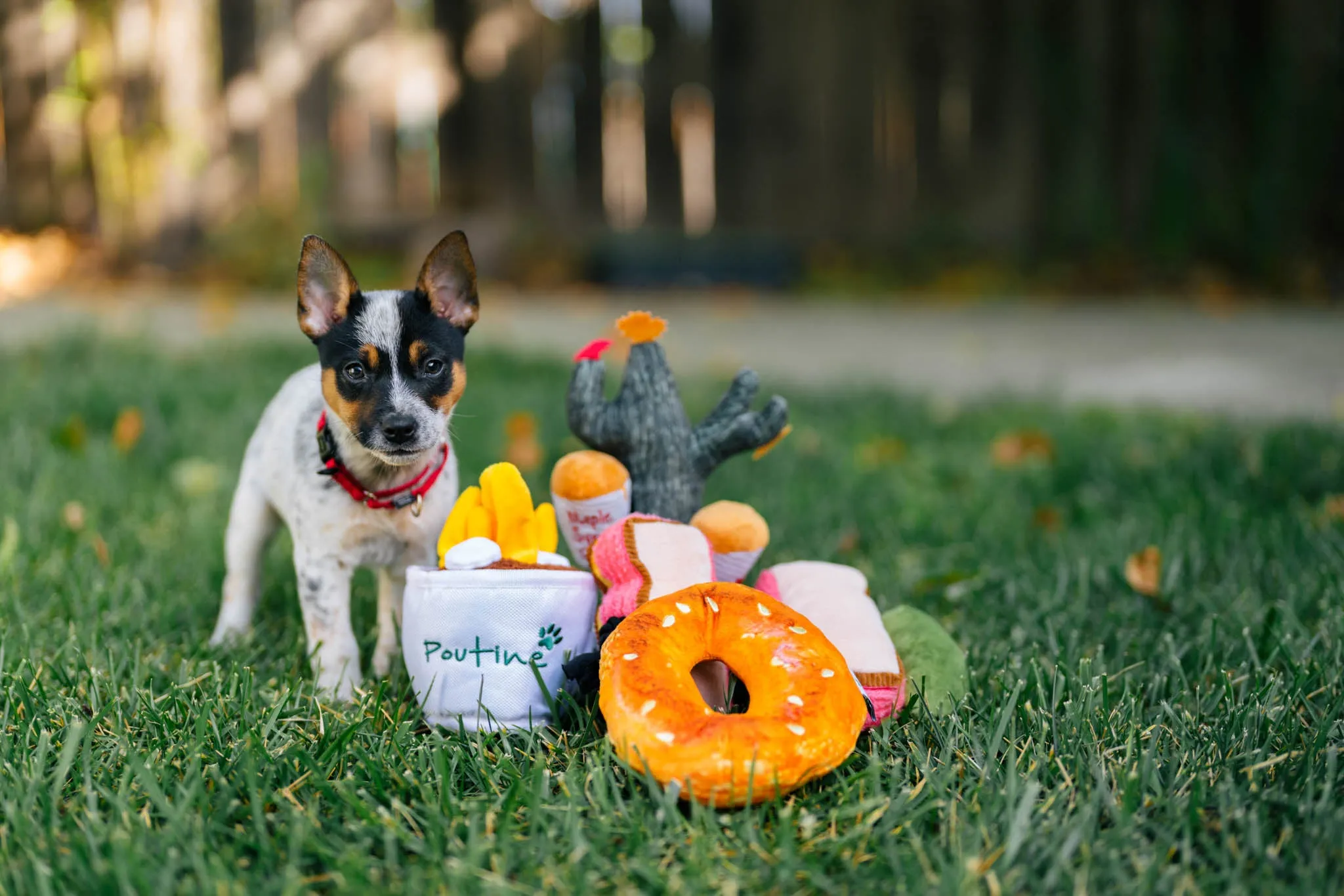 P.L.A.Y. Montreal Munchies Squeaky Plush Dog toys, Pooch-tine