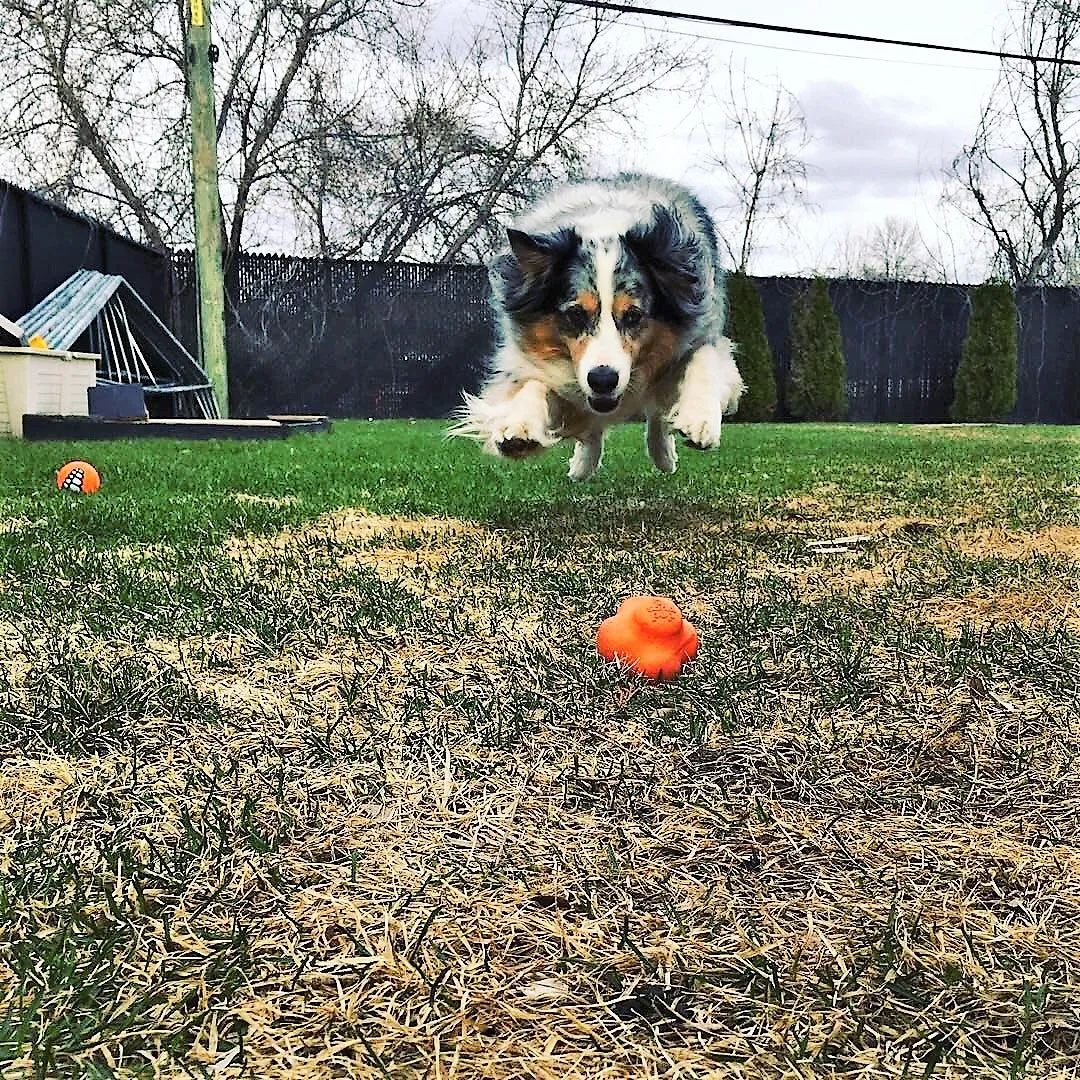 SP Crazy Bounce Retrieving Toy